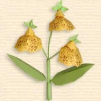 
<span>Calceolaria</span>
