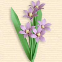 
<span>Chionodoxa</span>
