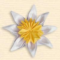 
<span>Daisy-like Coreopsis</span>
