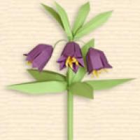 
<span>Kamchatka Fritillaria</span>
