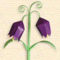
<span>Russian Fritillaria</span>
