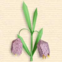 
<span>Meadow Fritillaria</span>
