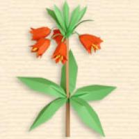 
<span>Fritillaria Imperialis</span>
