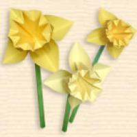 
<span>Narcissus</span>
