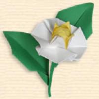 
<span>Camellia</span>
