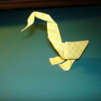 
<span>Goose with attitude</span>
