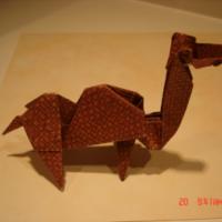 
<span>Camel</span>
