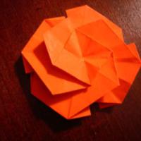 
<span>Rose </span>
