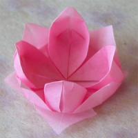 
<span>Lotus</span>
