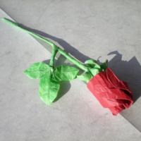 
<span>One-Sheet Rose</span>
