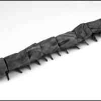 
<span>Cankerworm</span>
