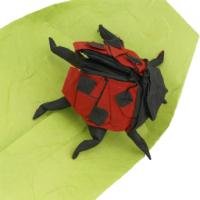 
<span>Ladybug</span>
