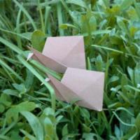
<span>Snail</span>
