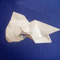 
<span>Fantail Goldfish</span>
