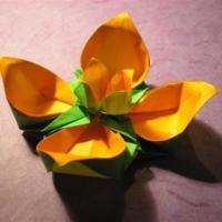 
<span>Lotus</span>
