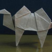 
<span>Camel</span>
