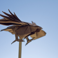 
<span>Cooper's Hawk</span>
