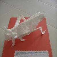 
<span>Migratory Locust</span>
