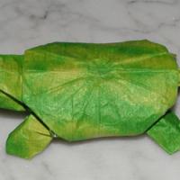 
<span>Turtle</span>
