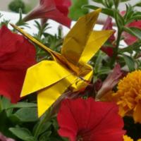 
<span>Dragonfly</span>
