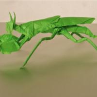 
<span>Mantis Boxer</span>
