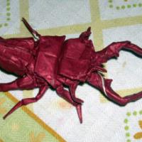 
<span>Cyclommatus imperator</span>
