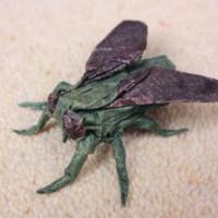 
<span>Fly</span>
