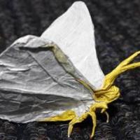 
<span>Perched Butterfly</span>
