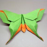 
<span>Mudarri Luna Moth</span>
