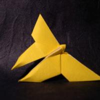 
<span>Butterfly</span>
