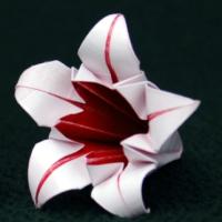 
<span>Five Point Lily</span>
