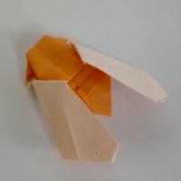 
<span>Cicada</span>

