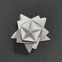 
<span>Seed Star</span>
