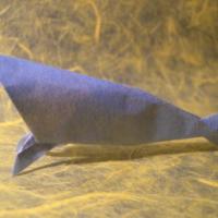 
<span>Carp</span>
