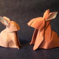 
<span>Rabbit</span>
