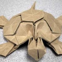 
<span>Turtle</span>
