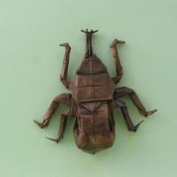 
<span>Samurai Helmet Beetle</span>
