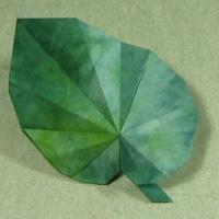 
<span>Begonia Leaf (video)</span>
