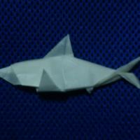 
<span>Shark</span>
