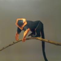 
<span>Lionhead tamarin</span>
