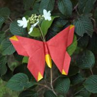 
<span>A Butterfly for Alice Gray</span>
