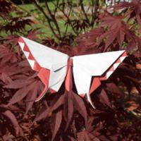 
<span>A Butterfly for Mr. Makoto Yamaguchi</span>
