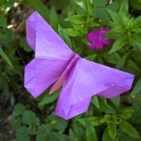 
<span>A Butterfly for Emiko Kruckner</span>
