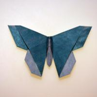 
<span>A Butterfly for Kyoko Kondo</span>
