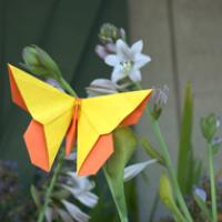 
<span>A Butterfly for Eric Joisel</span>
