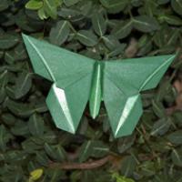 
<span>A Butterfly for Sok Song</span>
