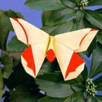 
<span>A Butterfly for Lillian Oppenheimer</span>
