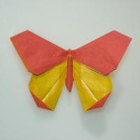
<span>The Boston Butterfly</span>
