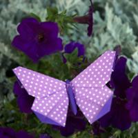 
<span>A Butterfly for Doris Asano</span>
