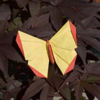 
<span>A Butterfly for Diana Wolf</span>
